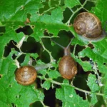 Ecovibe Snails - Natūrali priemonė nuo šliužų ir sraigių